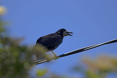 Low angle view of bird perching on cable against clear sky