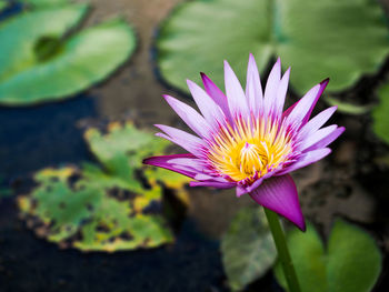 Close-up of lotus water lily in pond