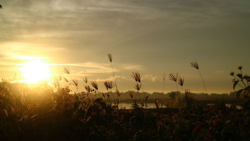 Scenic view of field against sky at sunset