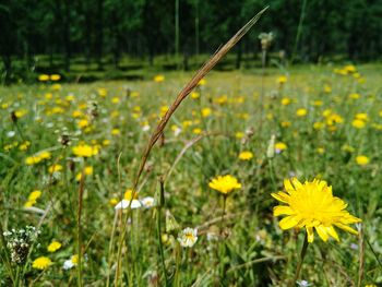 Close-up of yellow flower blooming in field