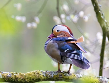 Close-up of bird perching on a plant