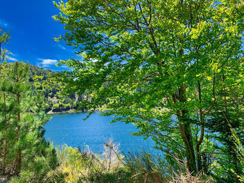 Scenic view of trees by lake against sky