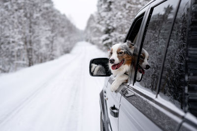 Australian shepherd blue merle. traveling with pets. dog in car. winter road.  dog's tongue out