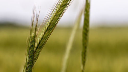 Close-up of crop growing on agricultural field