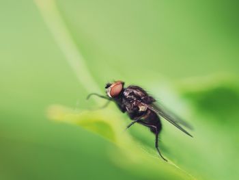 Close-up of fly on leaf