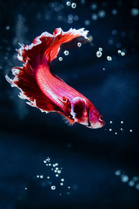 Close-up of fish swimming in water