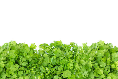 Close-up of plants against white background