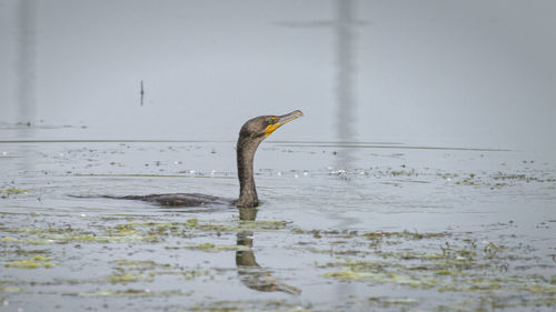 Bird in water