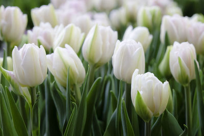 Close-up of flowering plants. beautiful spring faintly pink white tulip, green branch and leaves.