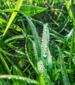 Close-up of water drops on plant