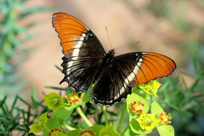 Butterfly pollinating flower