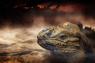 Close-up of lizard on land against the sky