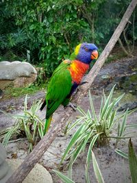 Close-up of parrot perching on tree