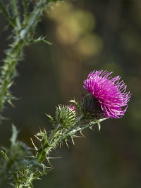 Close-up of purple thistle flower