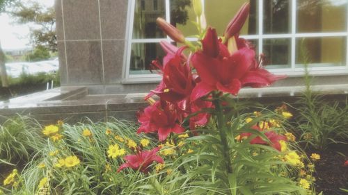 Close-up of pink flowering plants by window