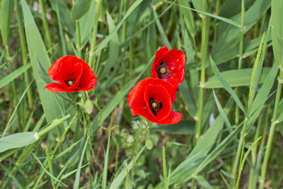 Close-up of red poppy flower on field