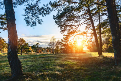 Trees on field against sky during sunset