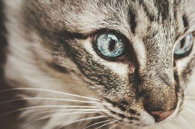 Close-up portrait of cat