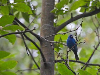 Bird perching on branch