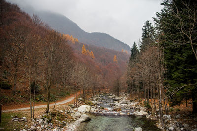 Scenic view of river stream in forest during winter