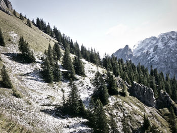 Scenic view of pine trees against sky