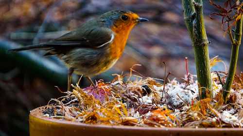 Close-up of bird perching on a plant
