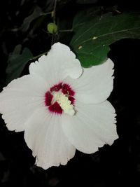 Close-up of white hibiscus blooming outdoors