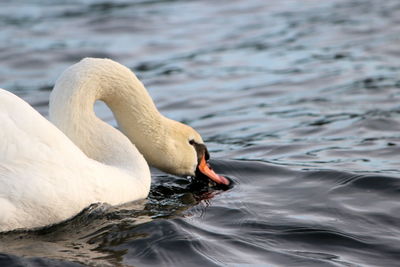 Swan swimming in a lake