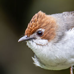 Nature wildlife endemic bird of borneo chestnut crested yuhina on perch at sabah, borneo