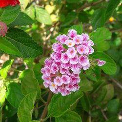 Close-up of pink flowers growing on plant