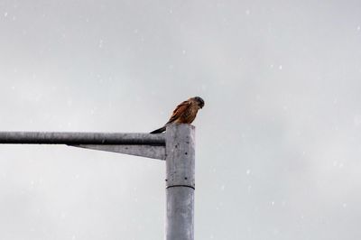 Bird perching on a snow