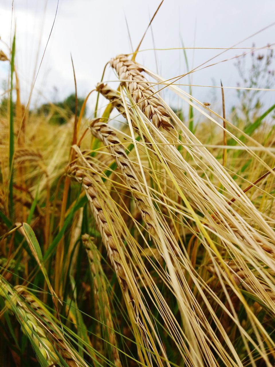 crop, growth, nature, cereal plant, wheat, ear of wheat, plant, close-up, agriculture, field, tranquility, focus on foreground, no people, day, green color, outdoors, beauty in nature, sky