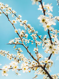 Low angle view of cherry blossoms against blue sky