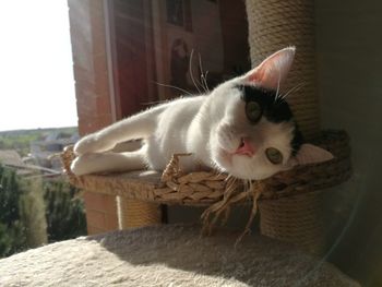 Close-up portrait of a cat