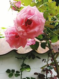 Close-up of pink rose plant