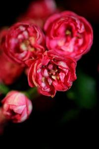 Close-up of red rose