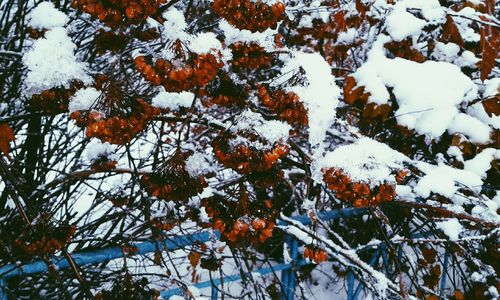 Low angle view of tree branches