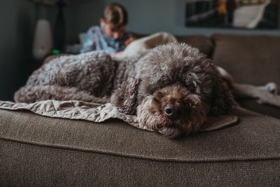 Portrait of dog relaxing at home