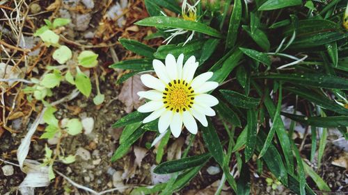 High angle view of white flower blooming outdoors