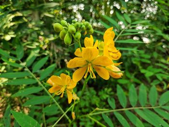 Close-up of yellow flowering plant