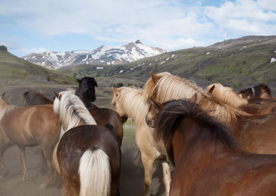 Icelandic horses in mountain landscape
