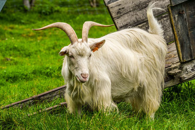Portrait of a horse on field