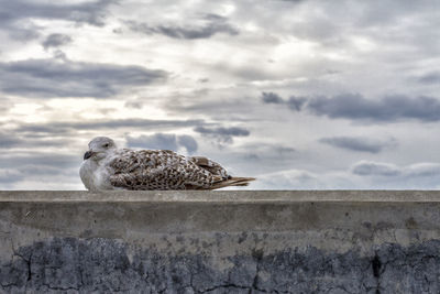 Close-up of owl perching on retaining wall against sky
