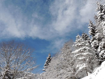 Low angle view of snow covered tree against sky