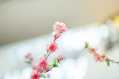 Close-up of pink cherry blossoms in spring