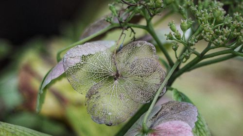 Close-up of flowering plant