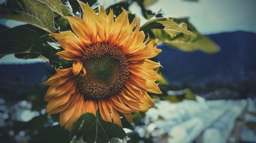 Close-up of yellow flower blooming outdoors