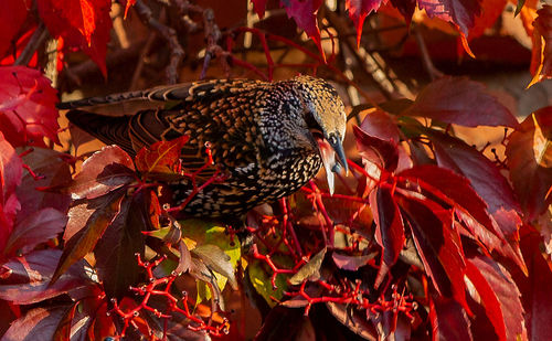 Close-up of a bird perching on leaves