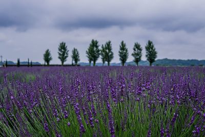 Purple flowering plants on field against sky