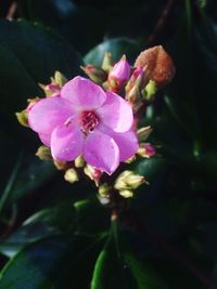 Close-up of pink flower blooming outdoors